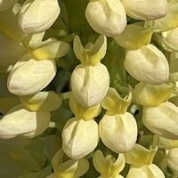 ルピナス,今日も元気で,花を通じて愛と平和を,ほら、綺麗な花でしょ！の画像