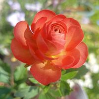 ギョリュウバイ,ギョリュウバイ,ラナンキュラス ラックス エリス,ラナンキュラス ラックス エリス,ラナンキュラス ラックス エリスの画像