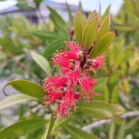 ブラシの木,うどん県人会,うどん県西支部の画像