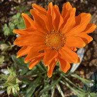 ガザニア,ガザニア,チューリップ,フリージア,フリージアの画像