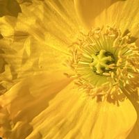 ポピー,黄色の花,花を通じて愛と平和を,ほら、綺麗な花でしょ！の画像