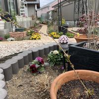 ブルーベリー,庭桜,プチニンニク,お花大好き♡,復興祈願の画像