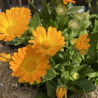 キンセンカ,カレンジュラ,カレンジュラ　オレンジパンナコッタ,ハンギングバスケット,熊本の画像