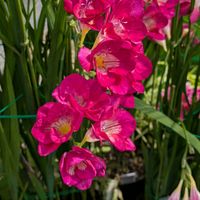 エゴノキ,エゴノキ,クレマチス,クレマチス,サクラの画像