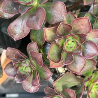 ブラックカーン,多肉植物,アエオニウム属,植物のある暮らし,多肉花芽の画像