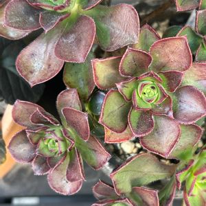 ブラックカーン,多肉植物,アエオニウム属,植物のある暮らし,多肉花芽の画像