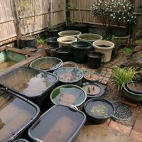 スイレン,ハス,温帯スイレン,植え替え,ビオトープの画像