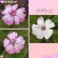 ナデシコ,可愛い,お気に入り♡,庭の鉢植え,いつもありがとうの画像