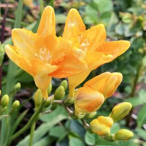 ビタミンカラー,今日のお花,#ガーデニング,エクステリアの画像