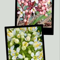 スキミア,スキミア,スキミアの画像