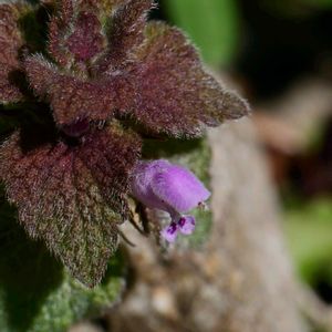ヒメオドリコソウ,雑草,草本,一年草 または越年草,帰化種の画像