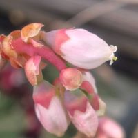 ブルーベリー,スノ－フレ－ク,バイカオウレン,ヒメウズ,花のある暮らしの画像