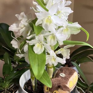 デンドロビウム,デンドロビウム,癒し,花のある暮らし,みどりのある暮らしの画像