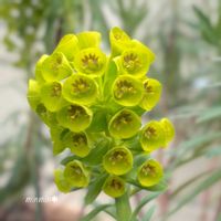 フリージア,ユーフォルビア ウルフェニー,寄せ植え,ユーフォルビア,ガーデニングの画像