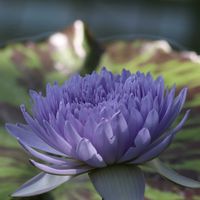 睡蓮,熱帯スイレン,散歩,温室,掛川花鳥園の画像