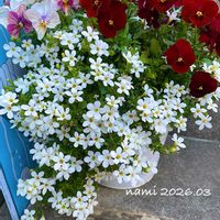 バコパ,ビオラ・なごみももか・しんしん,ビオラ レッドブロッチ,寄せ植え,ビオラ・パンジーの画像