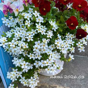 バコパ,ビオラ・なごみももか・しんしん,ビオラ レッドブロッチ,寄せ植え,ビオラ・パンジーの画像