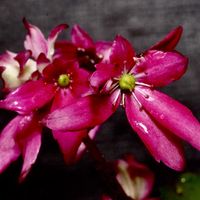 ダイモンジソウ,小さな庭の画像