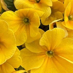 ベテラン乙女倶楽部,玄関アプローチの画像