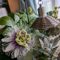 パッションフルーツ,ラックス アフロディーテの画像