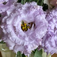 花瓶,我が家の画像