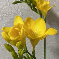フリージア,フリージア,今日のお花♡,今日も元気に行きましょう♡,春だよイエロー祭の画像