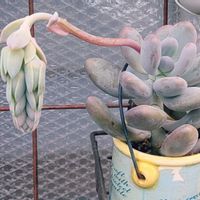 パキフィツム属,パキフィツム 月美人の画像