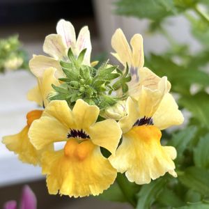 ネメシア,大輪ネメシア ネシア,大好き,黄色い花,花のある暮らしの画像