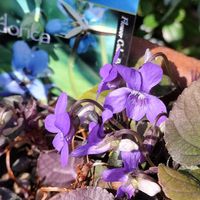 ハボタン,ビオラ　ラブラドリカ,タンチョウソウ（イワヤツデ）,チーム愛知,すずガーデンの画像