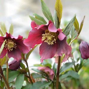 クリスマスローズ,クリスマスローズ,花のある暮らし,玄関アプローチの画像