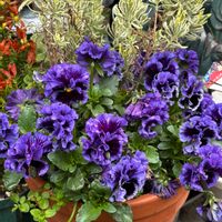 パンジー,お花,花のある暮らし,ビオラ・パンジー,花好きさんと繋がりたいの画像