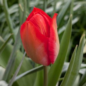 ハナニラ,チューリップ,ムスカリ,ミニスイセン,花壇の画像