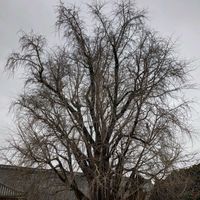 銀杏,イチョウ,大銀杏,大イチョウ,旅行先の画像