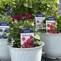 セネッティ,サントリー フラワーズ,花と生きるサントリー,春苗セネッティの画像