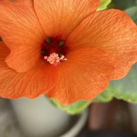 ハイビスカス,ソメイヨシノ,公園,お散歩,枝垂れの画像