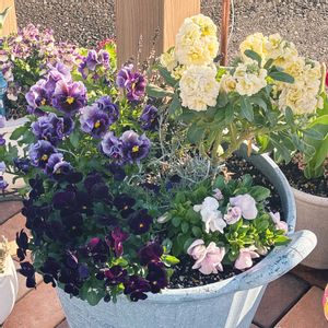 ストック,パンジー,パンジー,パンジー,ビオラの画像