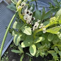 セロリ,ソラマメ,花が好き,無農薬❤家庭菜園,野菜が好きの画像
