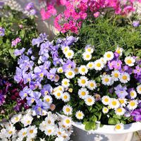 ストック,プリムラ マラコイデス,イングリッシュデイジー,ギョリュウバイ,花のある暮らしの画像