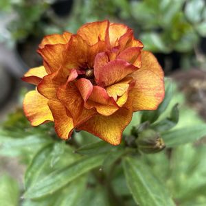 ビオラ,ラナンキュラス　ラックス,ビオラジョイ,極小輪ビオラ　リトルコニー,ラナンキュラスラックス　サティロスの画像