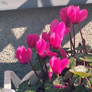 ガーデンシクラメン(夏越し),ガーデンシクラメン(夏越し),ガーデンしクラメン,鉢植え,玄関アプローチの画像