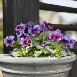 ヌーヴェル・ヴァーグ,ヌーヴェル・ヴァーグ,玄関前,サトウ園芸の画像