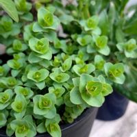 オレガノ,オレガノ ケントビューティー,オレガノケント・ビューティー,ワクワク♡の画像