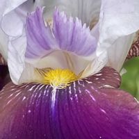 ジャーマンアイリス,花壇,ガーデニング,山野草,アヤメ科の画像