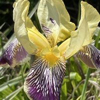 ジャーマンアイリス,花壇,ガーデニング,山野草,アヤメ科の画像