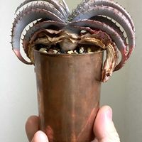 アロエ,アロエスプラフォリアータ,アロエ スプラフォリアータ,aloe suprafoliata,多肉植物の画像