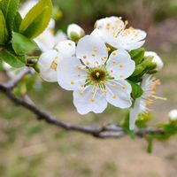 アンズ,初めましての花,公園散歩の画像