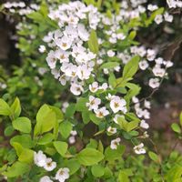 フリージア,ユキヤナギ,ビオラ,プリムラ マラコイデス,ネモフィラスノーストームの画像