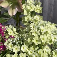 クリスマスローズ,サクラソウ,クリスマスロ－ズ,ウインティ ライムグリーン,大人の着せ替え人形の画像