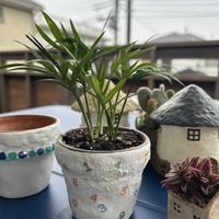 テーブルヤシ,バルコニー,ワンコと暮らす,ミッチの会,にゃんこと暮らすの画像