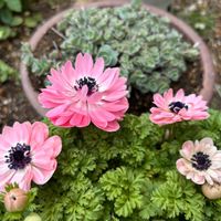 ラナンキュラス,ワイルドストロベリー,エッチュウミセバヤ,白実ワイルドストロベリー,ラナンキュラスラックスの画像